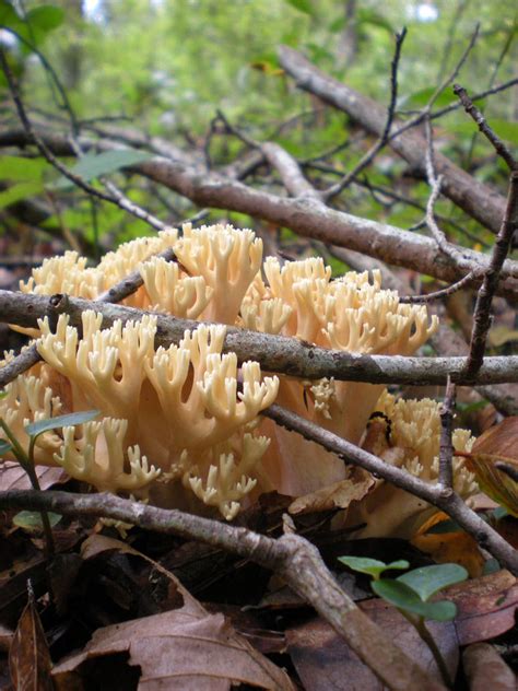 Fungi Arise By Photo Sap On Deviantart