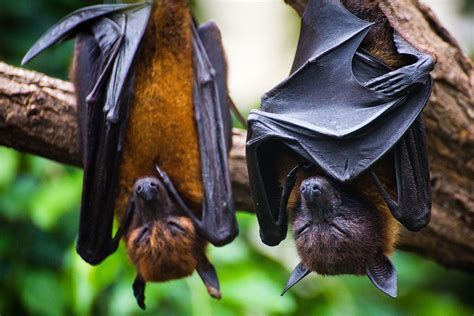 Murciélagos Curiosidades Sobre Estos Mamíferos Voladores