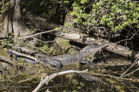 American Alligators Part 1 Adults And Habitat Photos By Donna