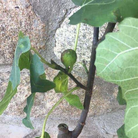 Discover more posts about carahue. Plantas de Higuera 'Brown Turkey' - FICUS CARICA Brown ...