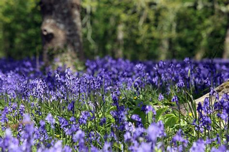 Beautiful Bluebells In Cornwall Cornwall Live