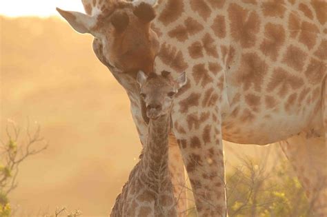 Newborn Giraffe Takes First Wobbly Steps At Kariega Giraffe Animal