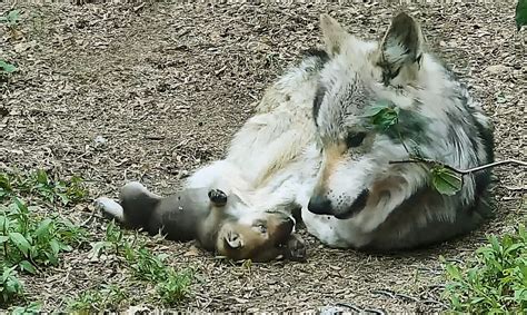 Wolf Dad Grows Grumpy Around Relentless And Adorable Pups
