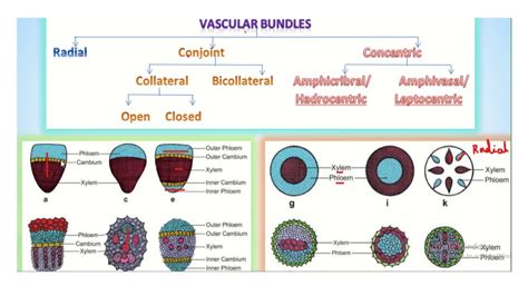 Types Of Vascular Bundles Class 11botany Youtube