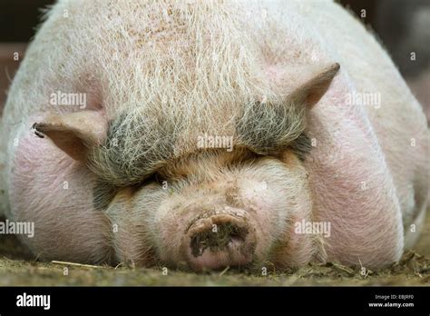 hausschwein sus scrofa f domestica fette schwein auf dem bauch liegen und ruhen deutschland