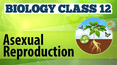 Asexual Reproduction Human Reproduction Biology Class 12 Youtube