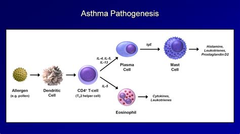 Oestrogen receptors are found on numerous immunoregulatory cells, and oestrogen. Asthma and COPD - Pathogenesis and Pathophysiology - YouTube
