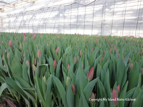 Although tulips are a perennial from a botanical perspective, many centuries of hybridizing means that the bulb's ability to. Tulip Tablescape and a Visit to Vanco Tulip Farm - My ...