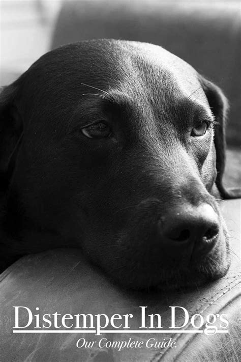 Canine dewormer, low prices & free shipping, shop now! Distemper In Dogs - Infection, Symptoms, Prognosis And ...