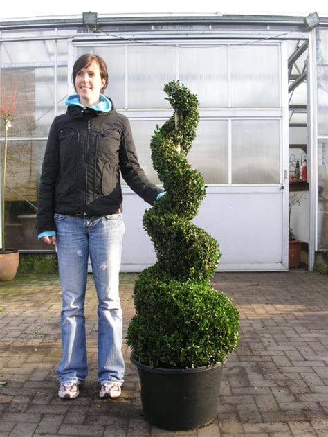 Für den garten kommen in unseren breitengraden nicht ganz so viele hölzer infrage wie bei den zimmerbonsais. Bonsai für den Garten / Gartenbonsai (bis 999 €) günstig ...