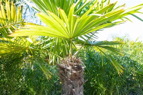 The Ultimate Guide To Pruning Palm Trees 4 Tips And Techniques For