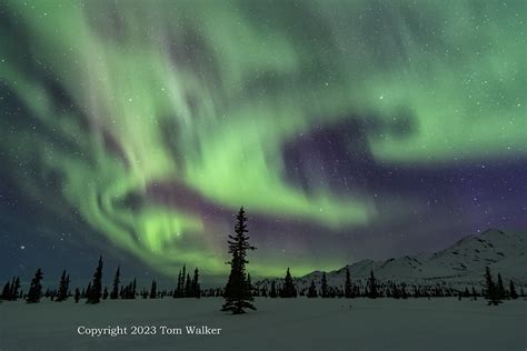 Aurora Borealis Denali National Park Photo Tom Walker Photographer