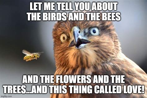 Look The Birds And The Bees Imgflip