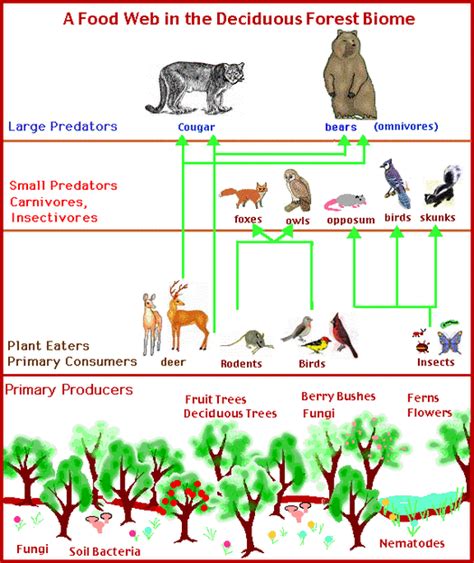 Food Chain - temperate deciduous forest