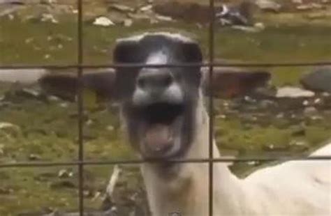 Trending Bleating Goat Videos Are A Scream