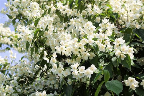 White Jasmine Flowers Containing Jasmine Jessamine And Closeup High