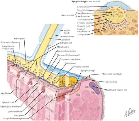 Peripheral Nervous System Neupsy Key