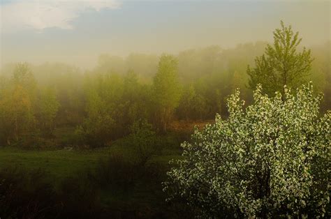 Fog Nature Morning Free Photo On Pixabay Pixabay