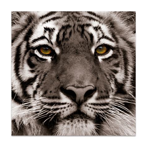 King Of The Jungle And Eye Of The Tiger Frameless Printed Tempered Art