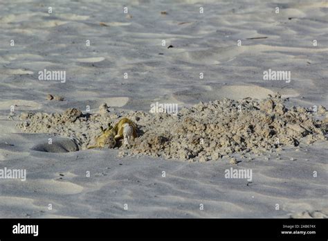 Crab Digging A Burrow In The Sand Stock Photo Alamy