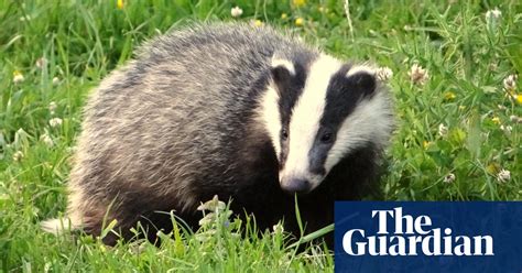 Labour Promises To End Badger Cull In England Badgers The Guardian
