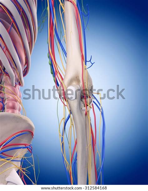 Medically Accurate Illustration Elbow Anatomy Stock Illustration