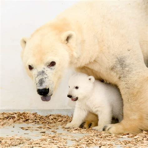 Wild republic polar bear plush, stuffed animal toy, gifts for kids, polar igloo, 6 inches. Zookeepers celebrate birth of baby polar bear