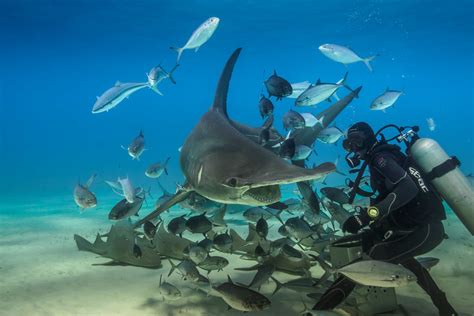 Feed Me Hammerhead Shark Feeding In Bimini Julia Flickr