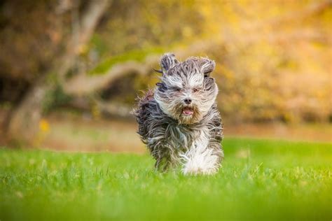 Katalanischer Schäferhund Im Rasseportrait Zooroyal Magazin