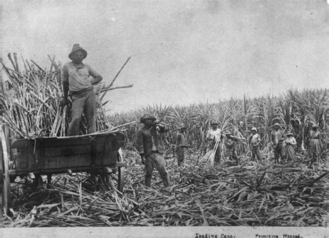 South Sea Islanders Loading Sugar Cane C1890 Queensland Historical