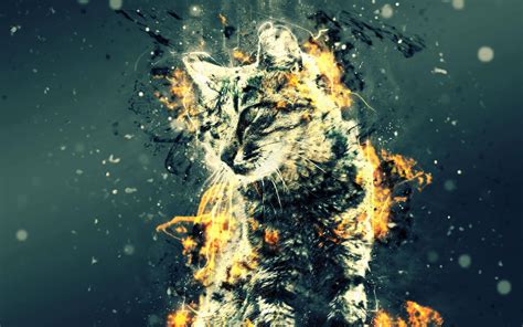 Fire Cat Wallpapers Top Free Fire Cat Backgrounds Wallpaperaccess