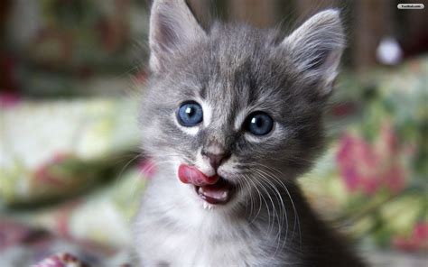 Cute Baby Cats - Cool Stories and Photos