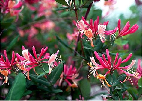 There are many different kinds of evergreen plants, both trees andshrubs. Beechwood Landscape Architecture and Construction: Coral ...