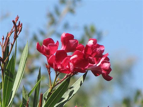 Hardy Red Oleander Nerium Oleander Hardy Red In San Antonio Texas