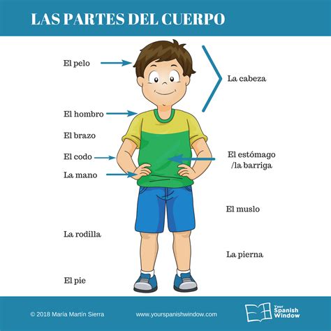 Vocabulario Partes Cuerpo Aprender Español Blog Your Spanish Window
