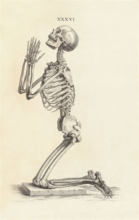 Andreas Vesalius Anatomy Art Skeleton Drawings Skeleton Art