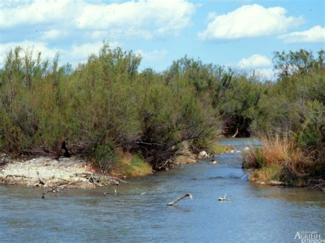 It grows as a shrub or small tree, usually 5 to 20 feet tall. Plants of Texas Rangelands » Saltcedar, Tamarisk
