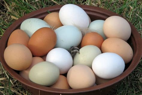 Chicken Eggs Brown Locavore