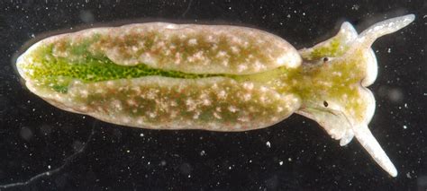 El Molusco Marino Que Es Mitad Animal Mitad Planta Y Se Alimenta De