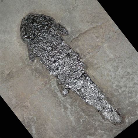 Devonian Gyroptychius Fish Fossil Orkney Scotland Fossils