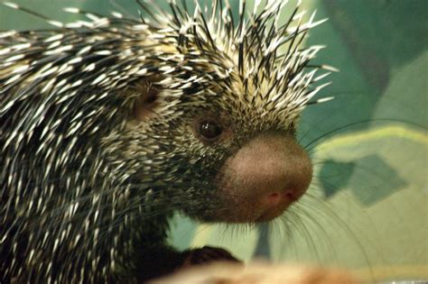 Prehensile Tailed Porcupine One Of Our Faves At The Nation Flickr