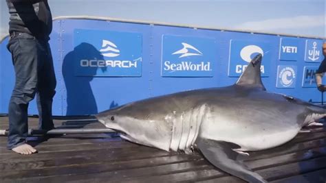 Massive 13ft Great White Shark Weighing 1 437lbs Named Breton Is Tracked Off Us Coast Mirror
