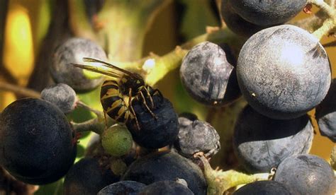 the strange role that wasps play in brewing yeast beerpulse