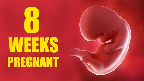 8 Weeks Pregnant Pregnancy Symptoms And Baby Movement Baby Size And