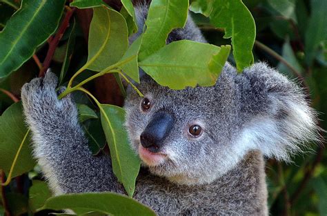 Where Do Koalas Live Worldatlas
