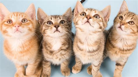 2月22日は日本の猫の日 猫の日 （ねこのひ）は 日本 の猫の日実行委員会が 1987年 に制定した 記念日 であり、 2月22日 に定められている。 猫の日は世界各国で制定されており、ヨーロッパの多くの国が world cat day としてる日は2月17日 1 、 ロシア は 3月1日 2 、 アメリカ合衆国 は 10月29日 である 3 。 「世界猫の日」8/8「ネコのストレス」を考える(石田雅彦) - 個人 ...