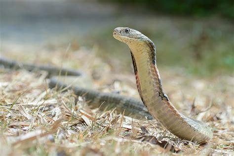 King Cobra Wikipedia