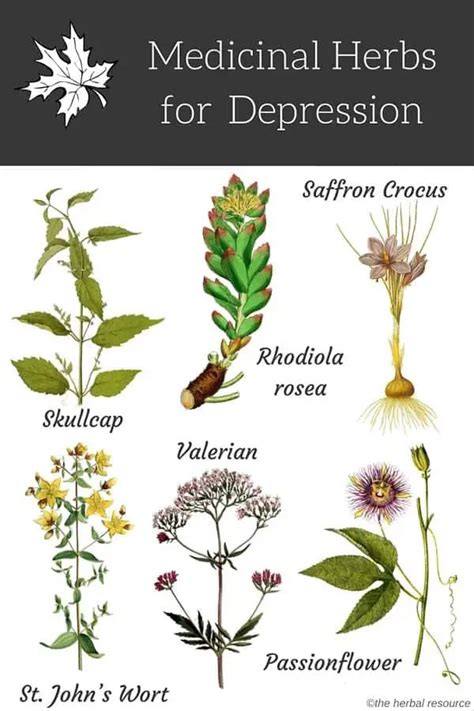 Medicinal Herbs For Depression Uses And Benefits