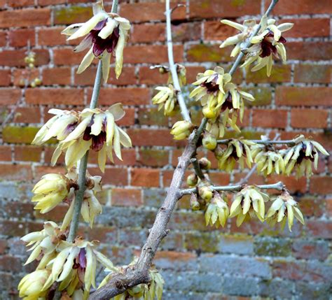 Holkham Walled Garden Chimonanthus Praecox Wintersweet