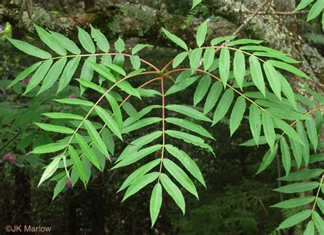 Pinnately Compound Leaf Palmate And Pinnate Compound Leaves In A